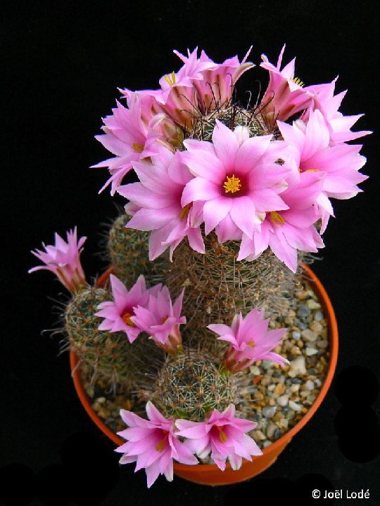 Mammillaria sheldonii JLcoll.2963